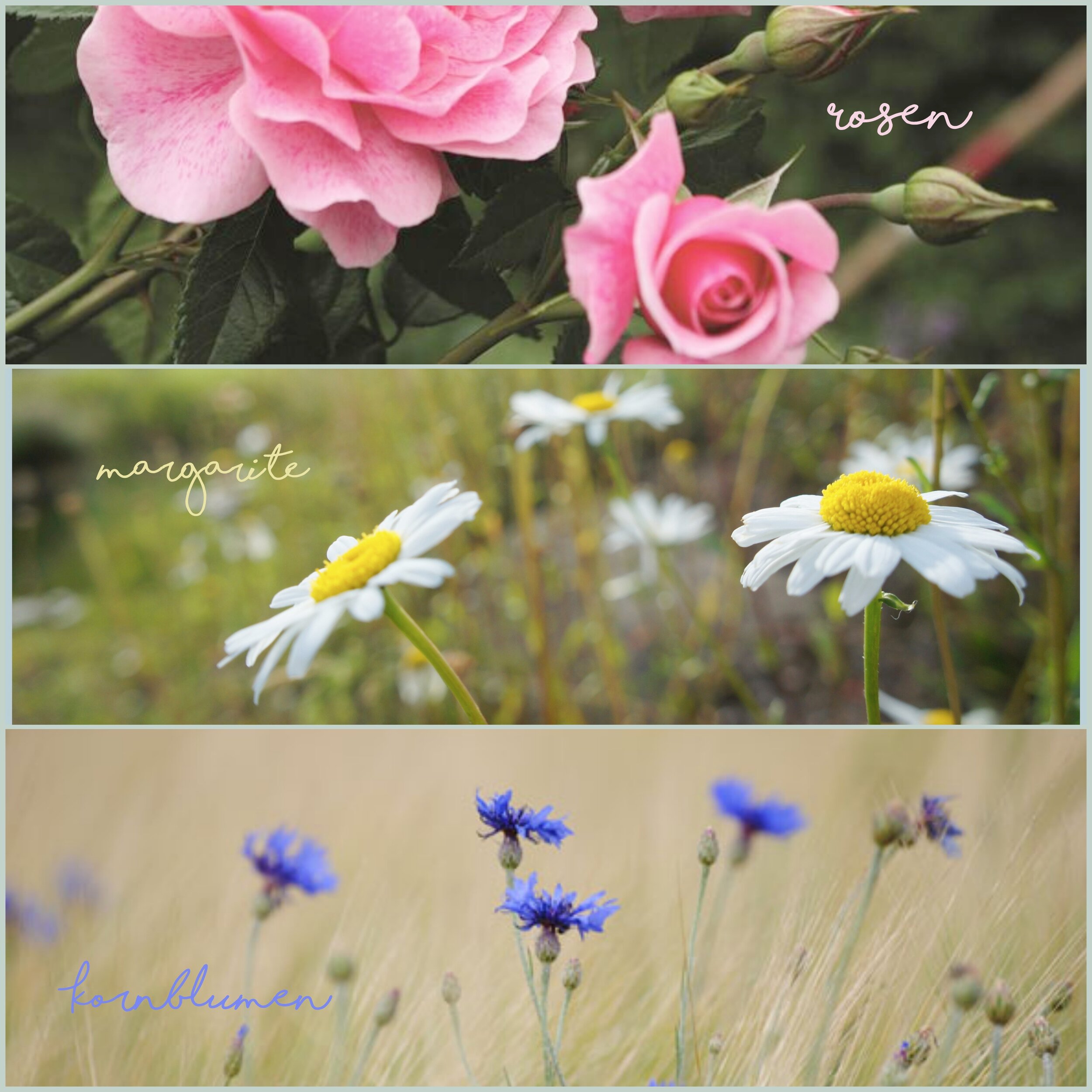 Blumenkranz mit wilden Sommerblumen, DIY, floral wreath with wild summer flowers, Anleitung, Blumenkranz, Sommerblumen, blaue Kornblume, wilde Rosen, Margarite, Blumenkranz binden, Tutorial